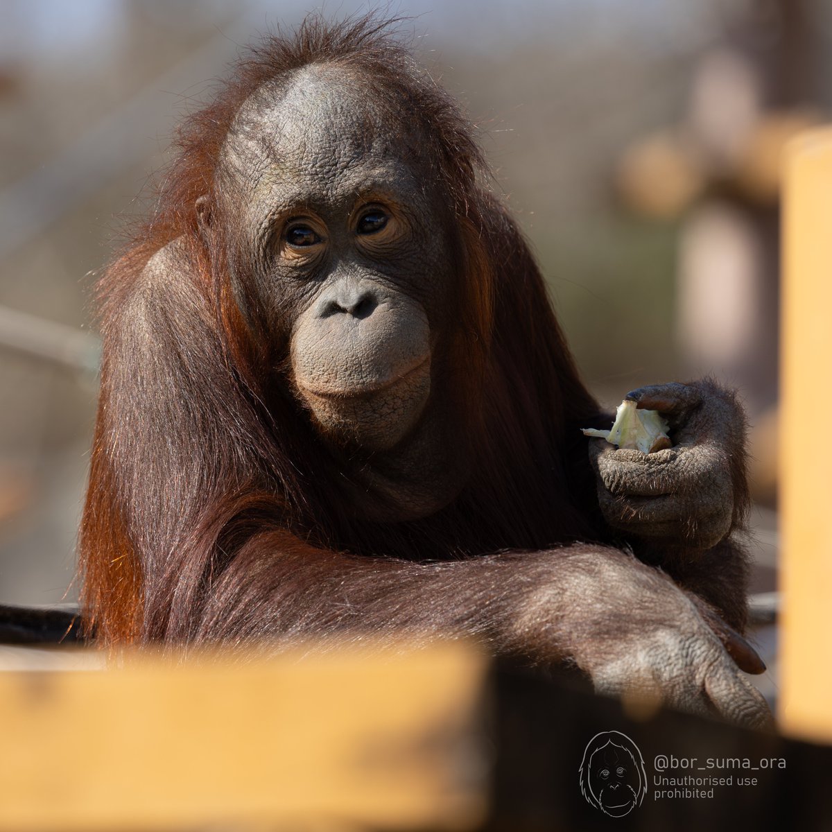 bor_suma_ora's tweet image. #Hoppy   Relaxing with a snack. 🍌 So adorable!
#ホッピー おやつでリラックス中。かわいすぎる！

#多摩動物公園のボルネオオランウータン　#bornean_orangutans_at_tama_zoo
