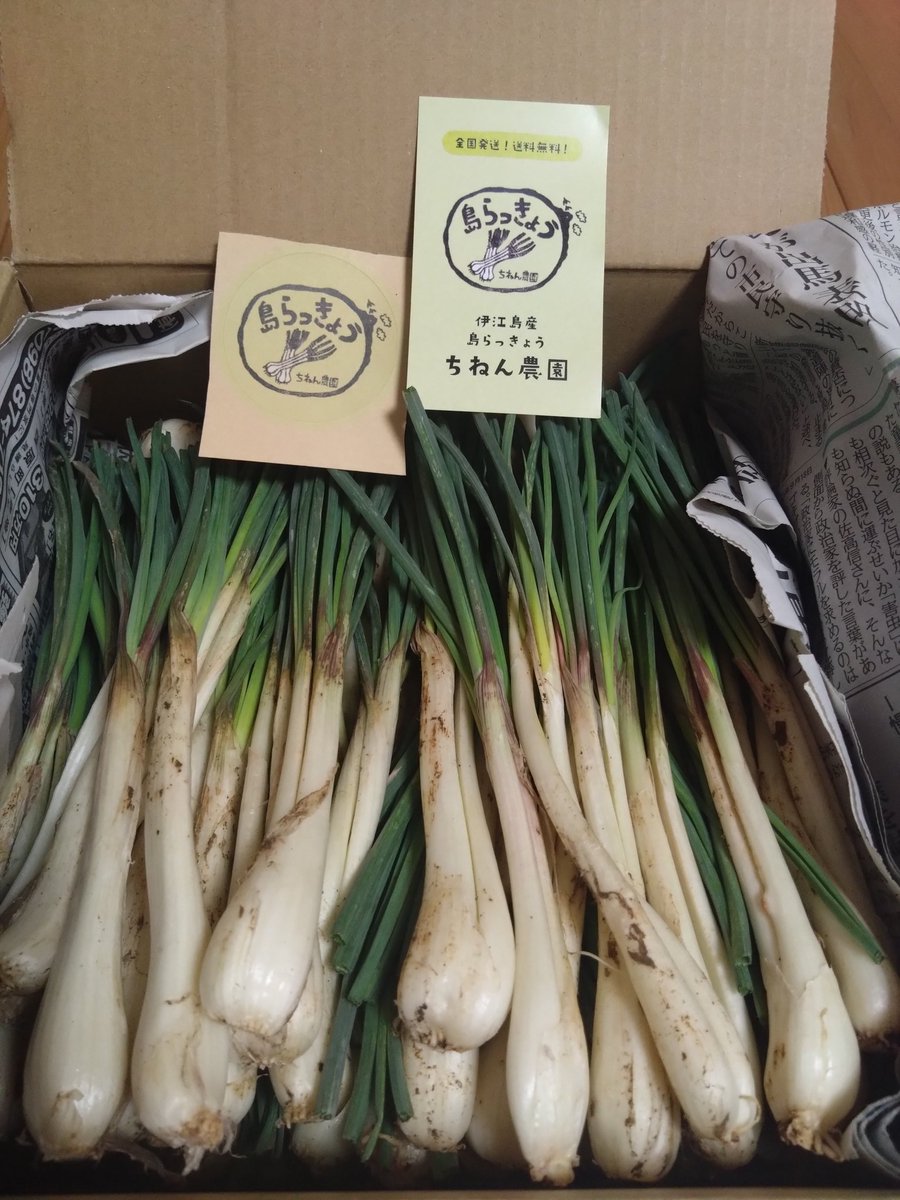 ronronron3131's tweet photo. 伊江島のちねん農園さんから、島らっきょうが届きました。ありがとうございます😂さっそく天ぷらで１杯🍺んまい😁　＃島らっきょう https://t.co/Ff5rbFHK6T
