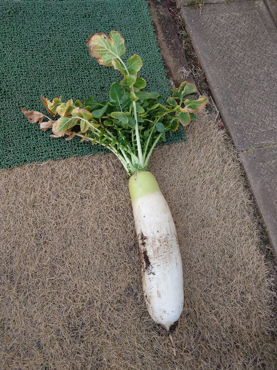 抜きたての大根もらった