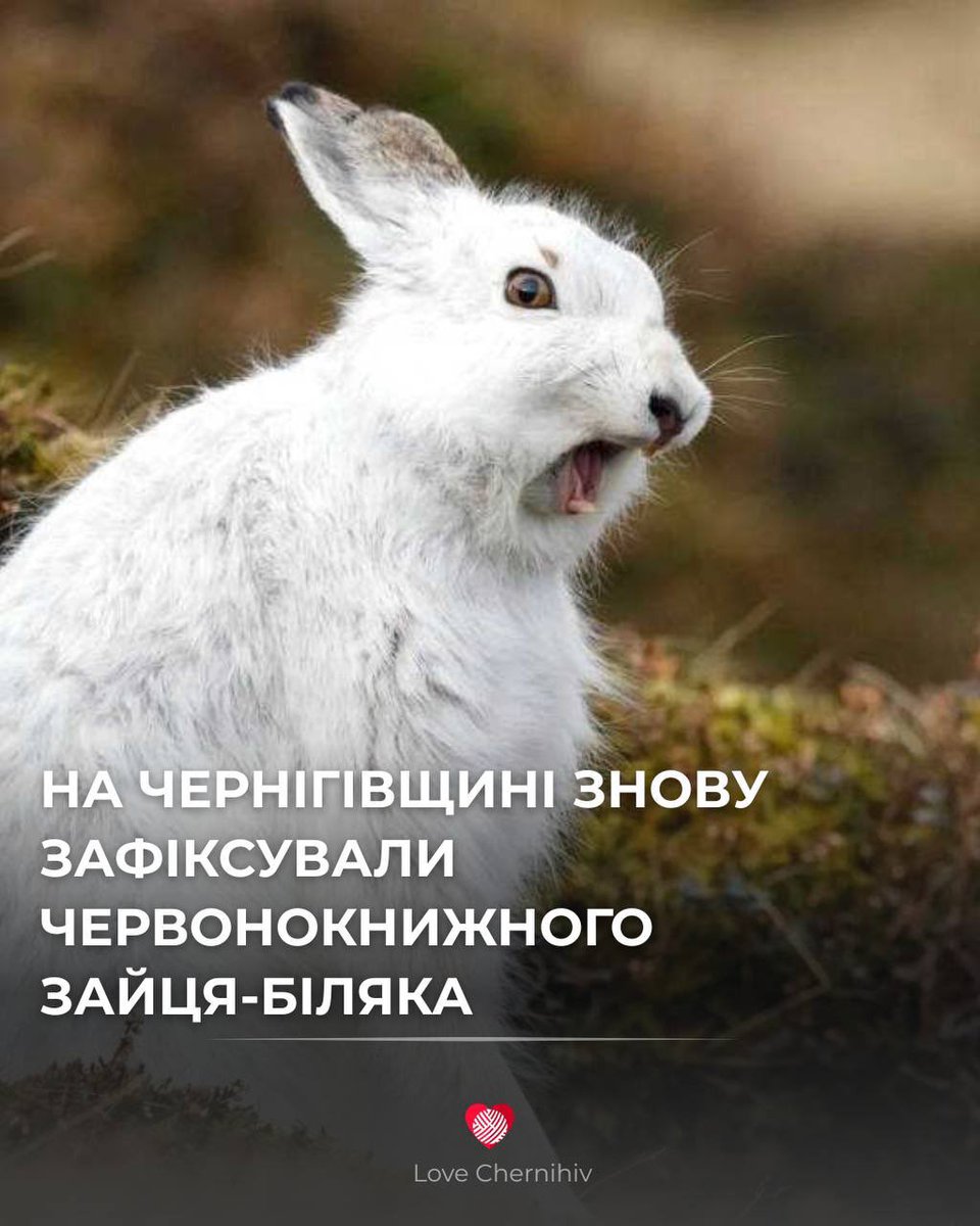 Капітан Пиріжечок tweet media