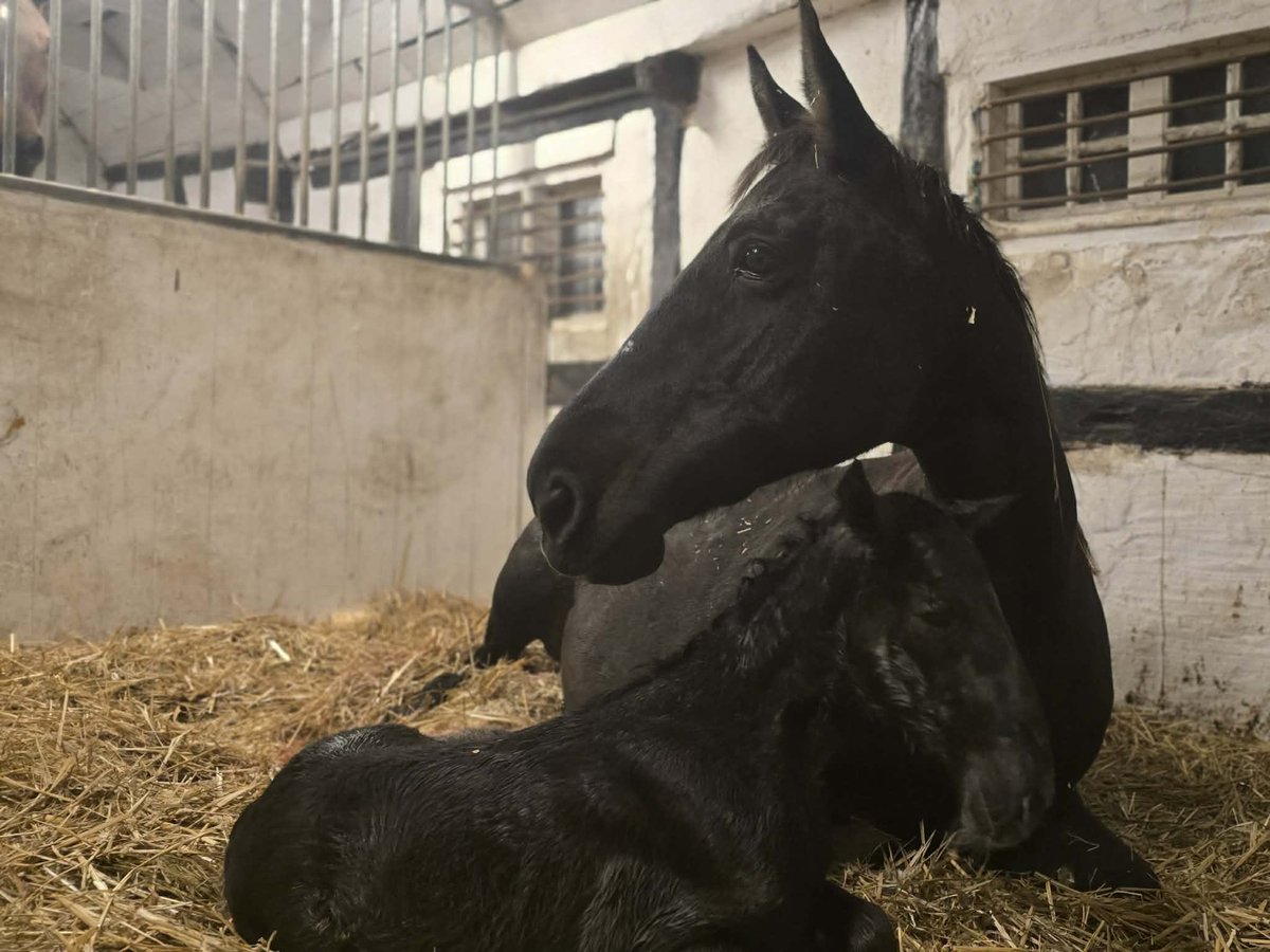 Marcus Brandt tweet media