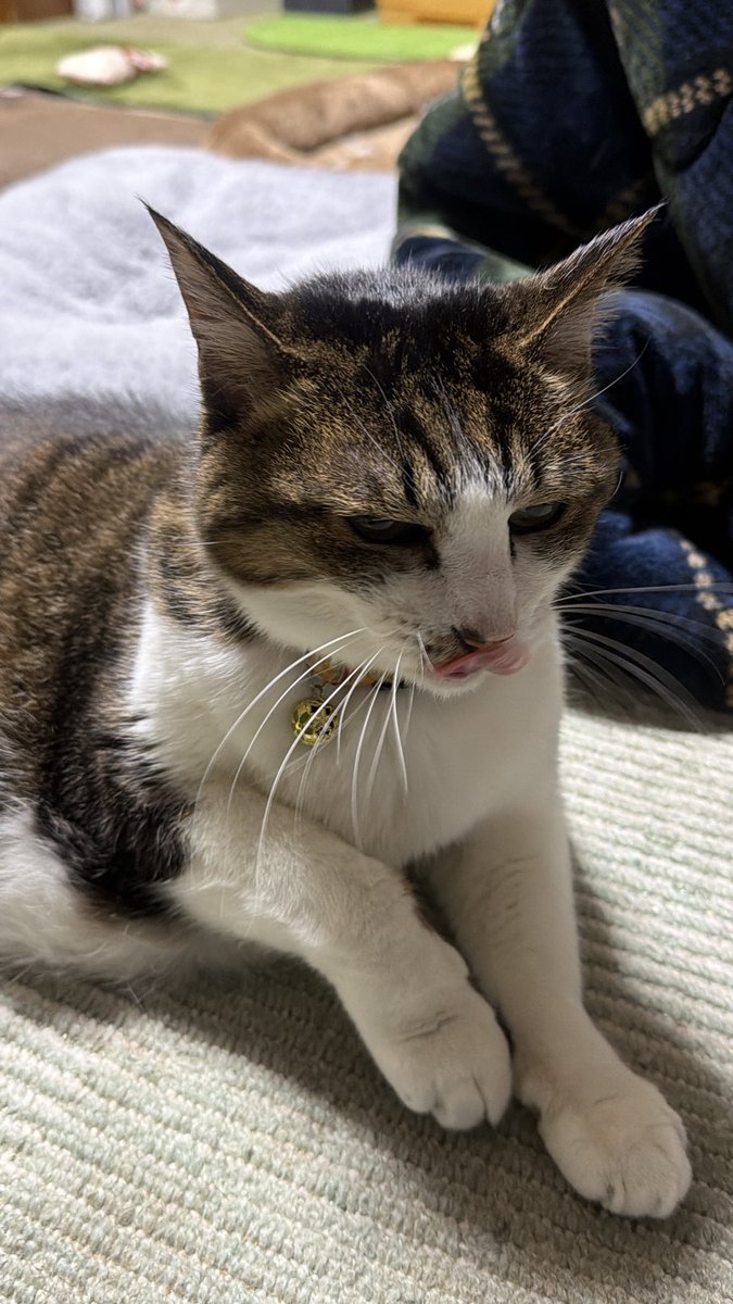 たけし先生(シニア猫チビチビの飼い主) tweet media