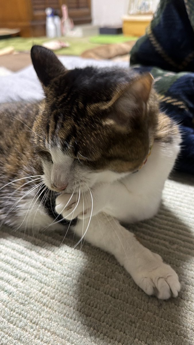 たけし先生(シニア猫チビチビの飼い主) tweet media