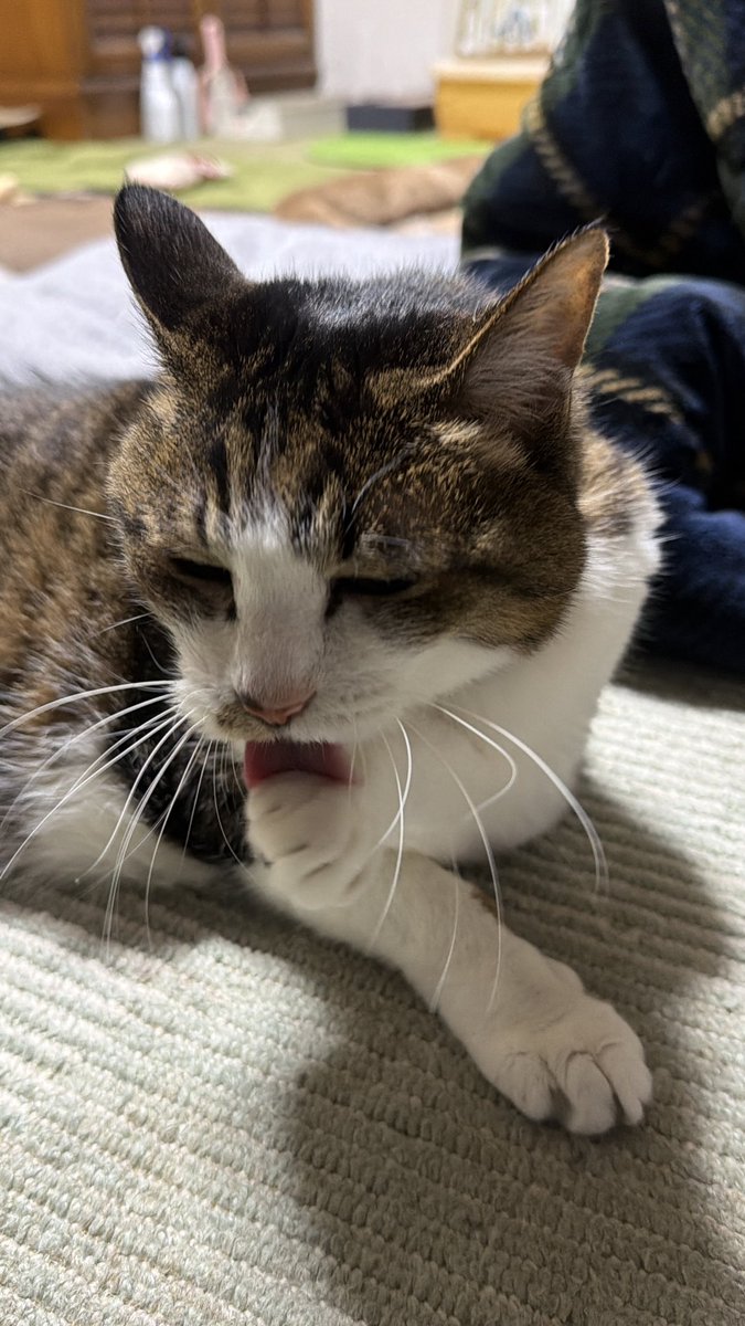 たけし先生(シニア猫チビチビの飼い主) tweet media
