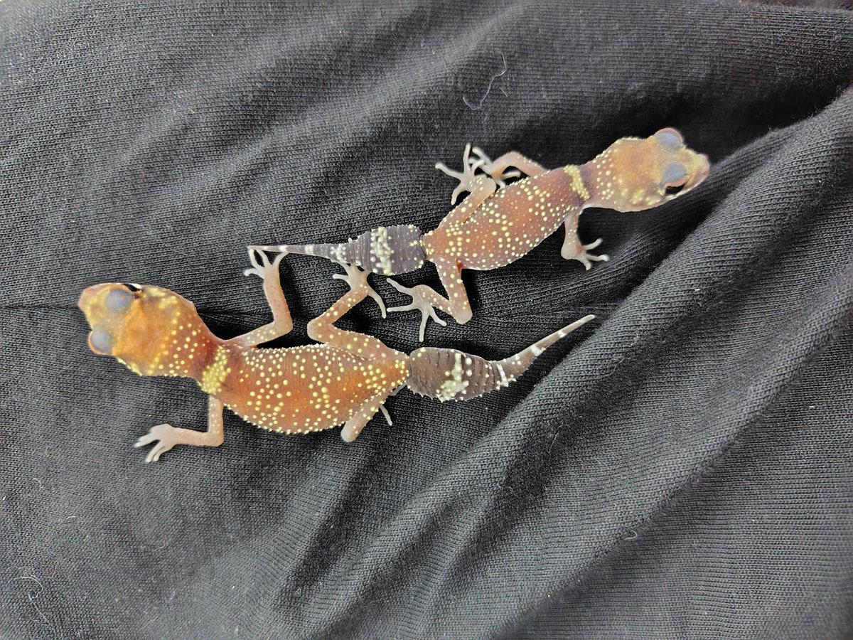 ももれおん😺 (@momoleon2357) / Posts / X