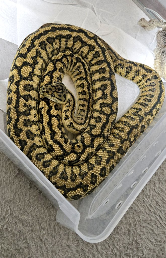 Morelia Lab tweet media