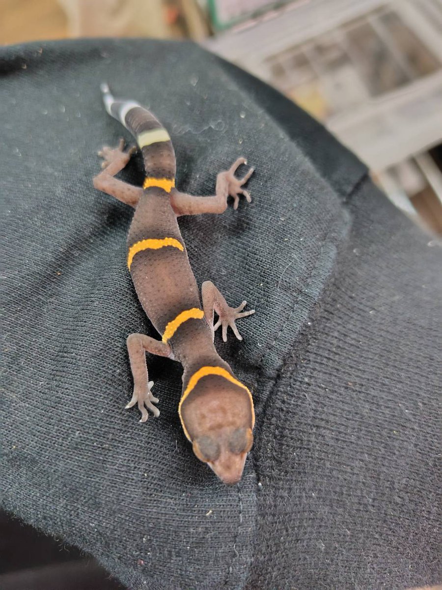 ももれおん😺 (@momoleon2357) / Posts / X