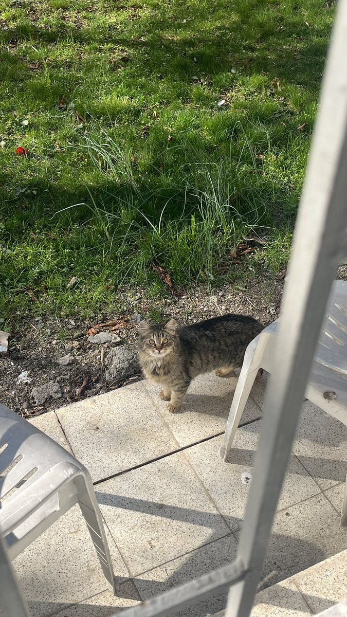 jinxleah's tweet photo. bugun bahceme dunyanın en guzel kedisi geldi https://t.co/sKJhGjeDO6