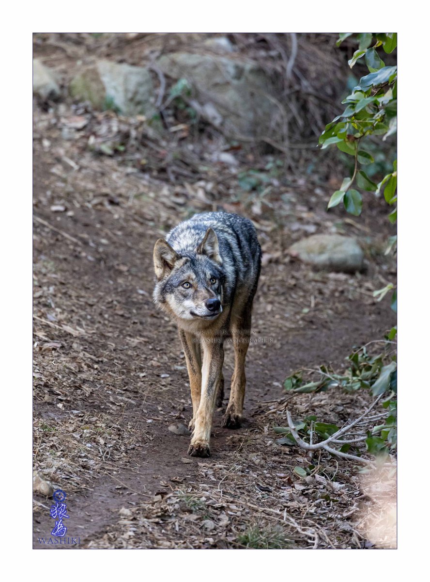 WASHIKI🐺🌊WolfGrapher (@pray_for_wolves) / Posts / X