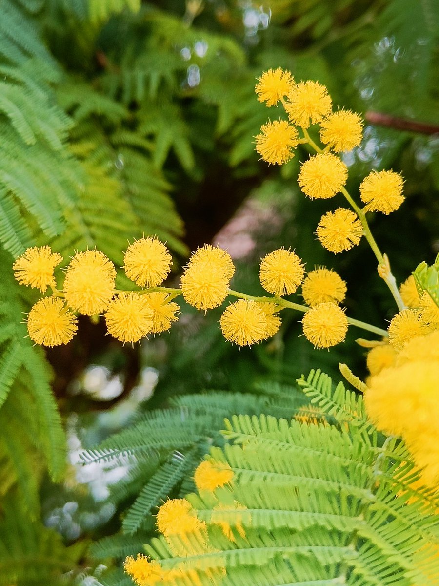 The delicate puffball flowers of Mimosa are hard to capture, but this tree was a lovely splash of colour on another grey morning walk! 
#flowers #walking #MentalHealth