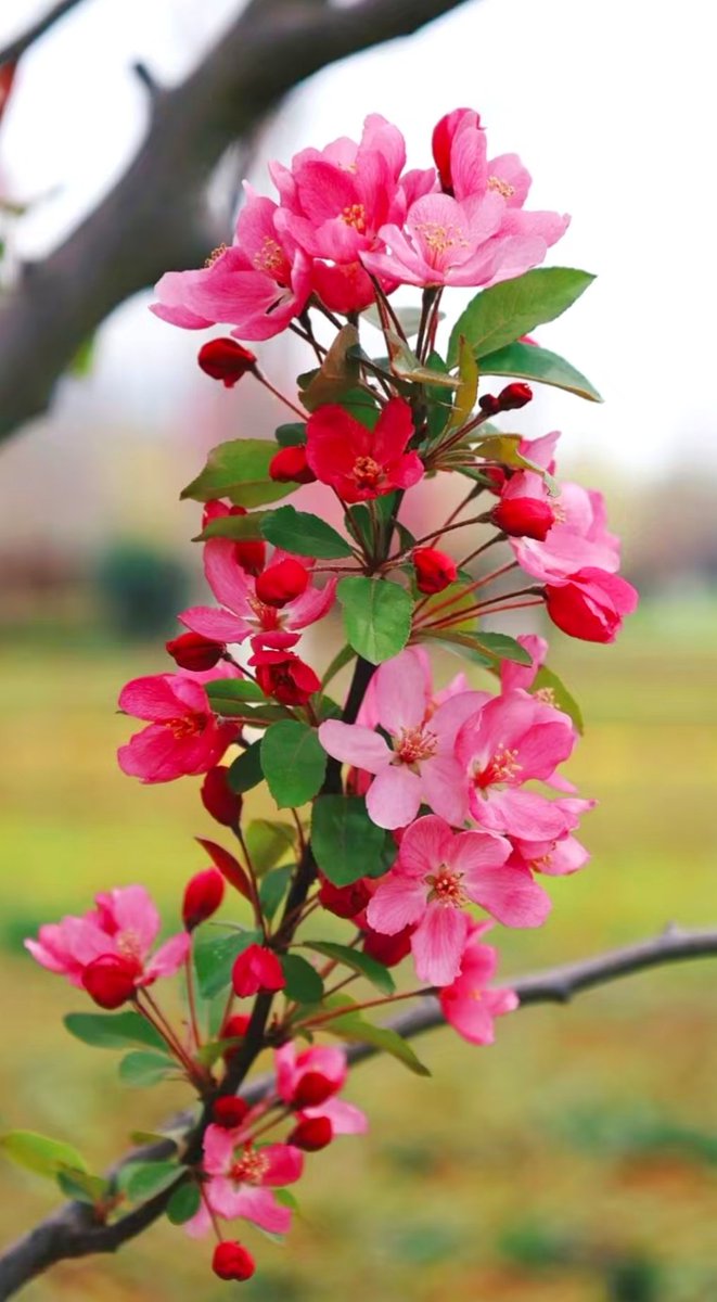 江山如画 tweet media