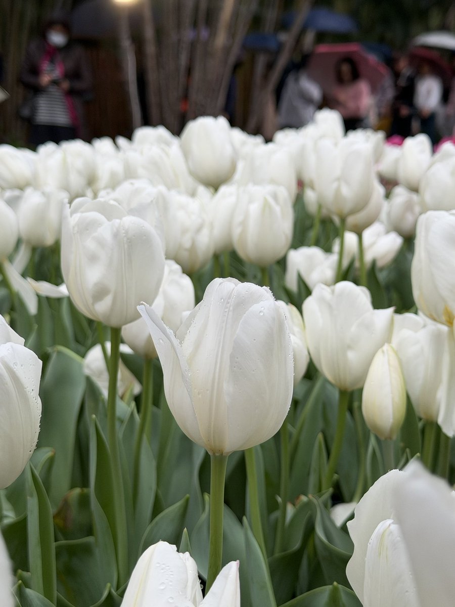 小狗狗來福  tweet media