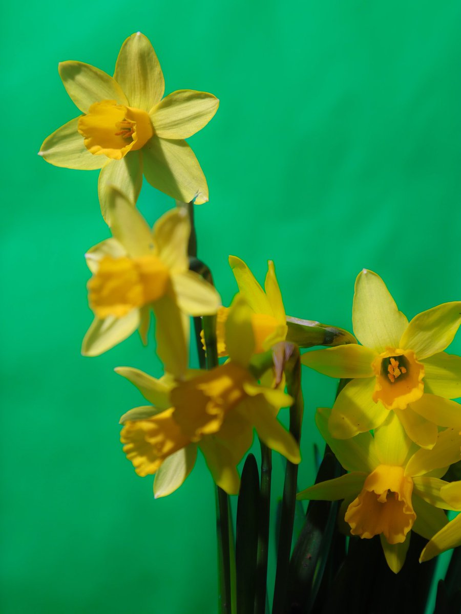 Sasta24's tweet photo. Happy Saint davids day 🏴 🌼 🏴
Disclaimer:
No daffodils were harmed in the making of these images 💚💚💚
#SaintDavidsday #daffodils #Daffs https://t.co/6Gy9TxCc6q