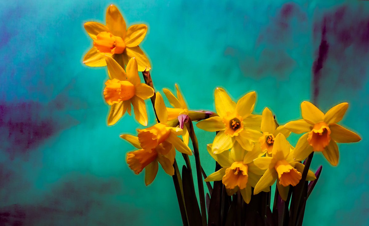 Sasta24's tweet photo. Happy Saint davids day 🏴 🌼 🏴
Disclaimer:
No daffodils were harmed in the making of these images 💚💚💚
#SaintDavidsday #daffodils #Daffs https://t.co/6Gy9TxCc6q