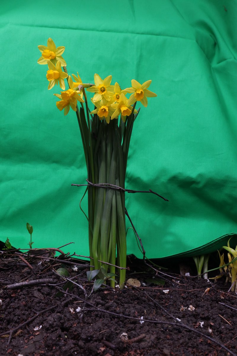 Sasta24's tweet photo. Happy Saint davids day 🏴 🌼 🏴
Disclaimer:
No daffodils were harmed in the making of these images 💚💚💚
#SaintDavidsday #daffodils #Daffs https://t.co/6Gy9TxCc6q