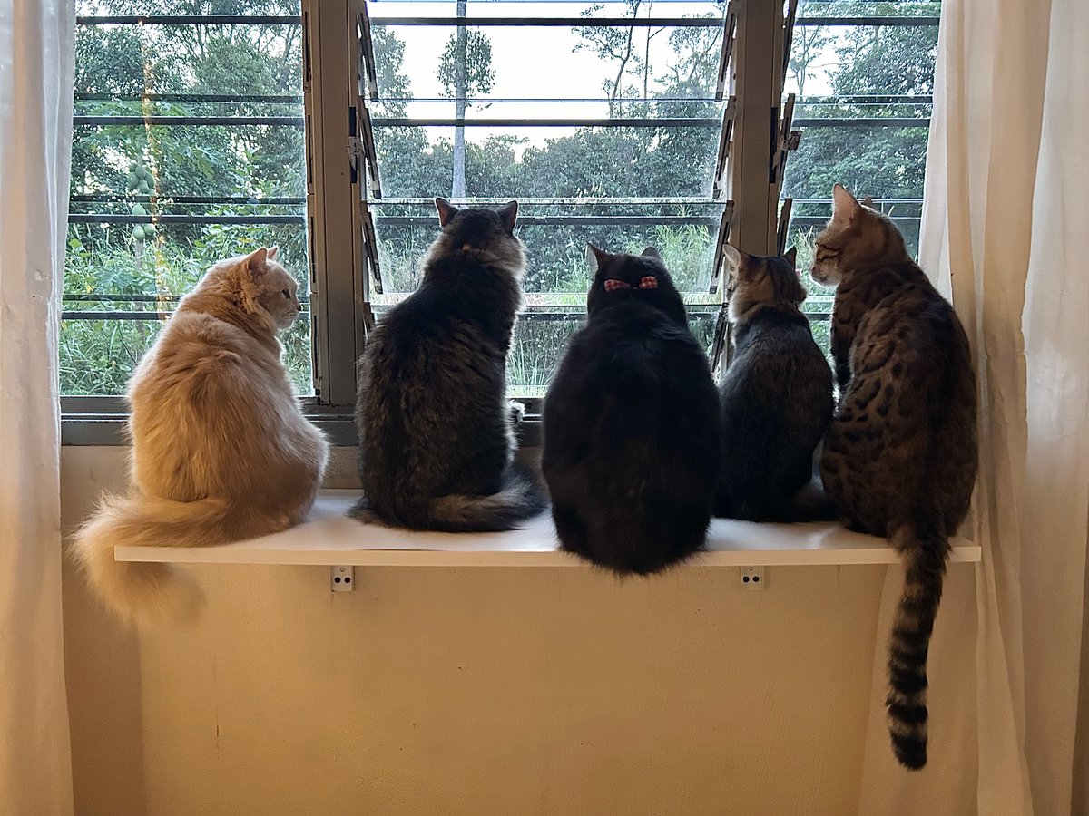 yemmeow's tweet photo. Jebons OG https://t.co/olaph8Y8rq