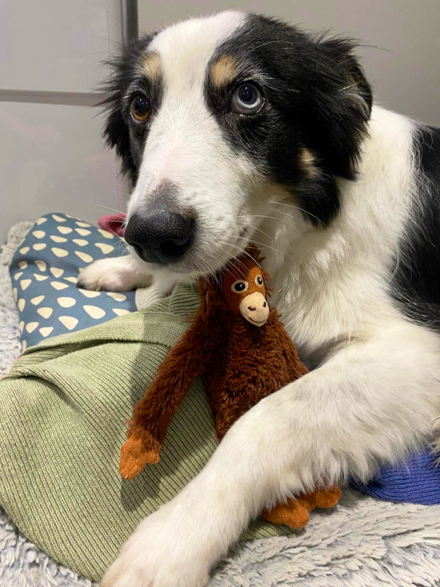 Colum Cronin tweet media