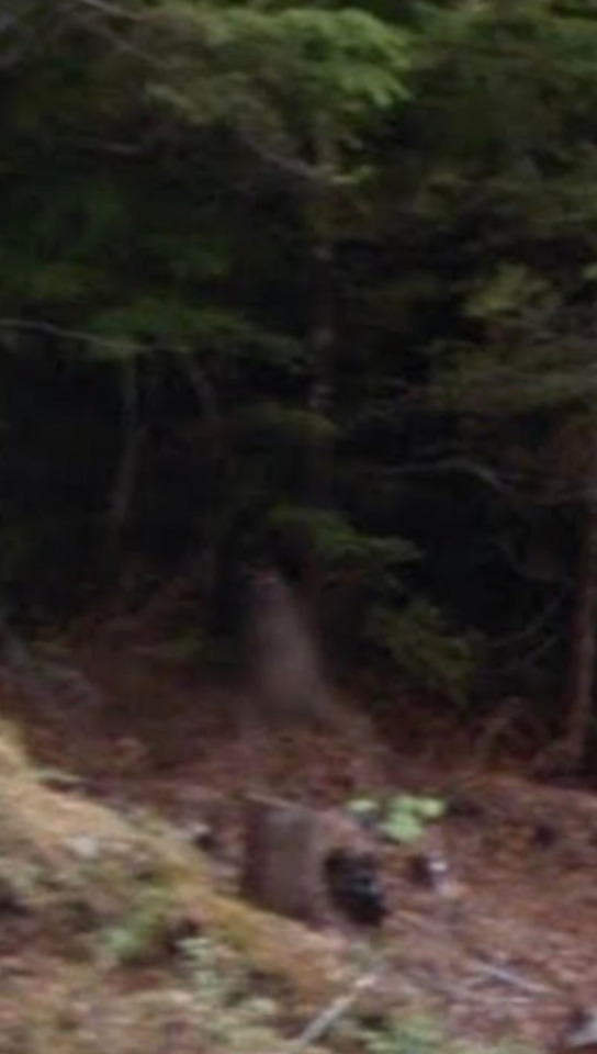Cryptid Quest tweet media