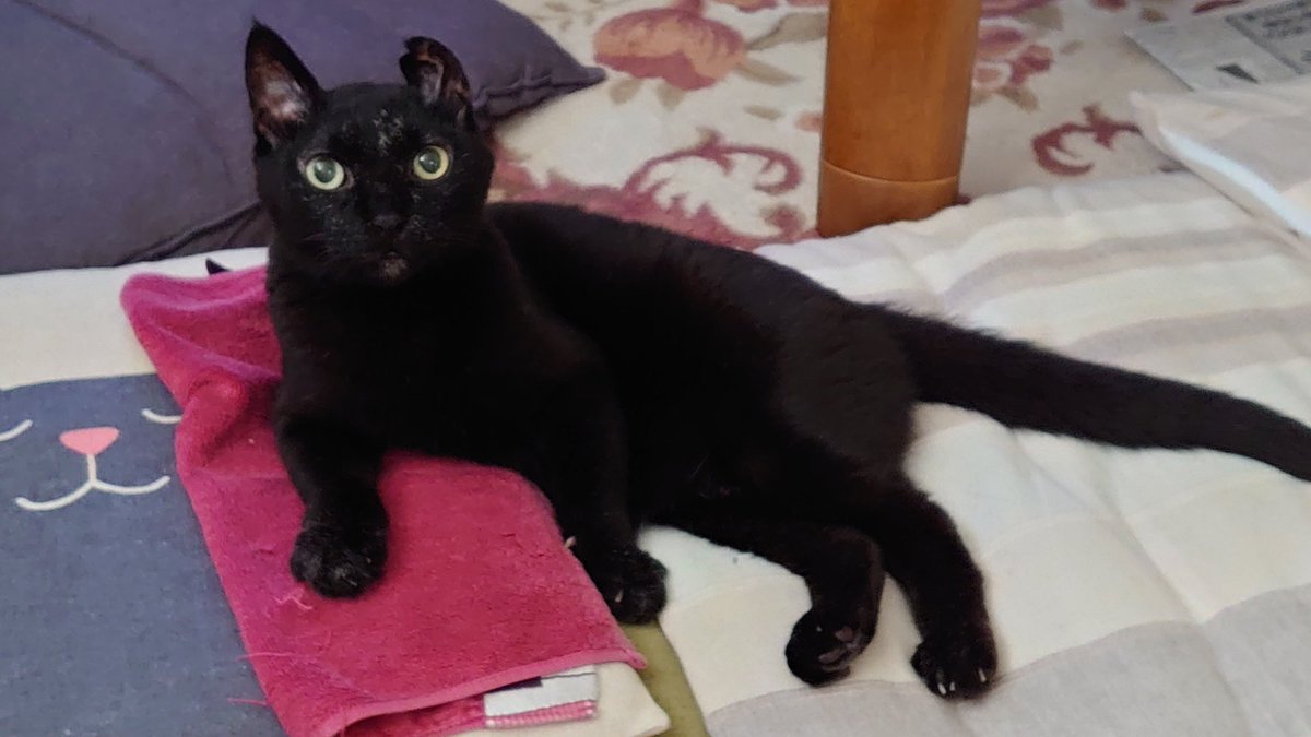 メタルFD🦇 tweet media