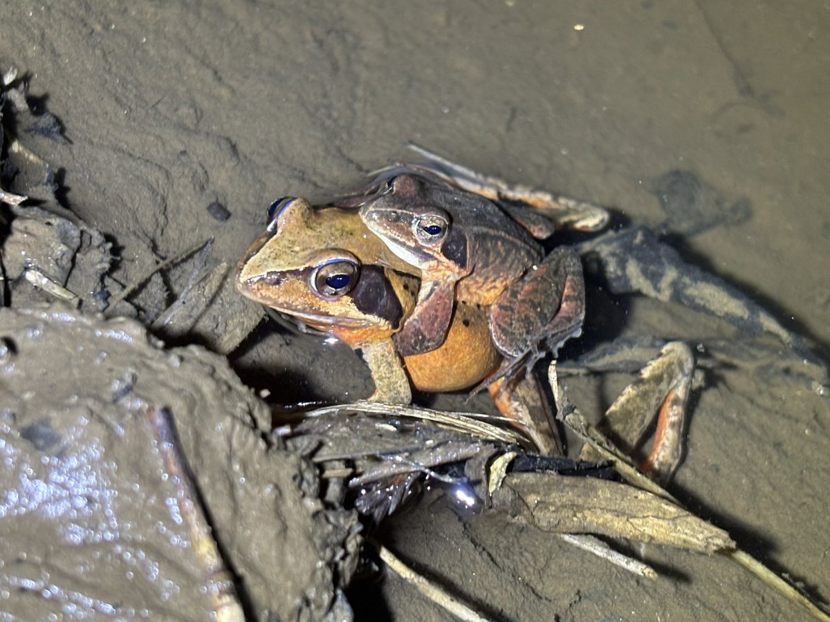 3年ぶりに生体に出会えたトウキョウサンショウウオ
恵みの雨に加えてこの気温ならと思ってたけど、当地ではまだ早かったみたい
ヤマアカは無限湧きしてた笑