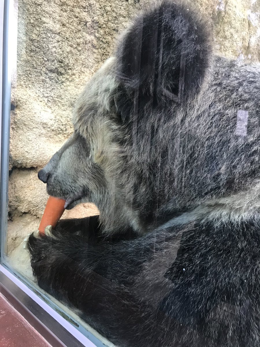 <a href="/kobeojizoo/">神戸市立王子動物園（公式）</a> 長きに渡り、小さな子どもから大人まで
みんなを笑顔にしてくださりありがとうございました…
大きなぬいぐるみが動いているようで、なんと可愛らしいクマさんだったことか…
スタッフのみなさまも大切に看護してくださりありがとうございました
寂しいよ…🌈また会おうね