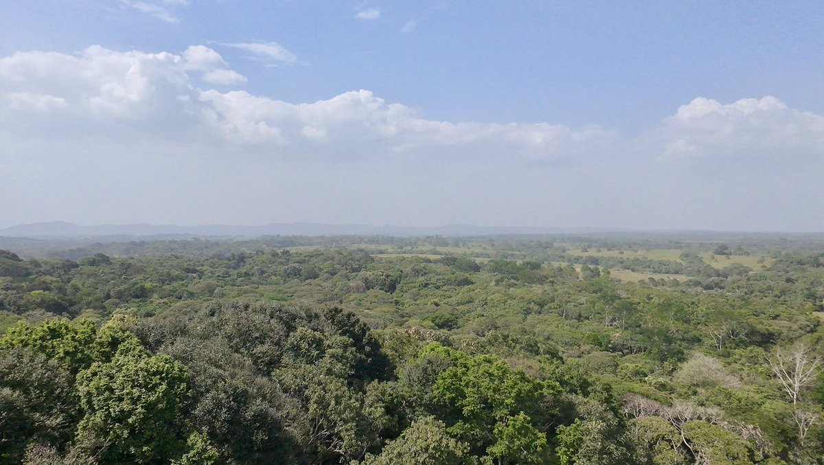 InstitutoSINCHI's tweet photo. #AmazoniaEnFotos

En el Guaviare, el río no es solo paisaje: es unidad de análisis, corredor ecológico y referencia territorial para el monitoreo de la cobertura vegetal🌿.

Durante los talleres de #MoSCAL, desarrollados con comunidades locales, contrastamos imágenes satelitales, lectura de paisaje y conocimiento territorial para comprender cómo cambian los bosques y qué decisiones pueden fortalecer su manejo sostenible.

La Puerta de Orión y el río Guaviare no son postales: son escenarios donde la ciencia se encuentra con la experiencia comunitaria para validar datos, interpretar alertas y acompañar acuerdos de conservación.

Monitorear es comprender. Comprender es conservar.

 #InstitutoSINCHI #CienciaAplicada #Guaviare