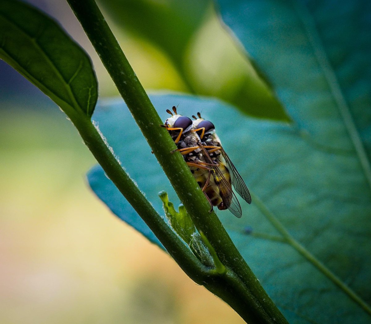 DreamyGabi | Digital artist tweet media