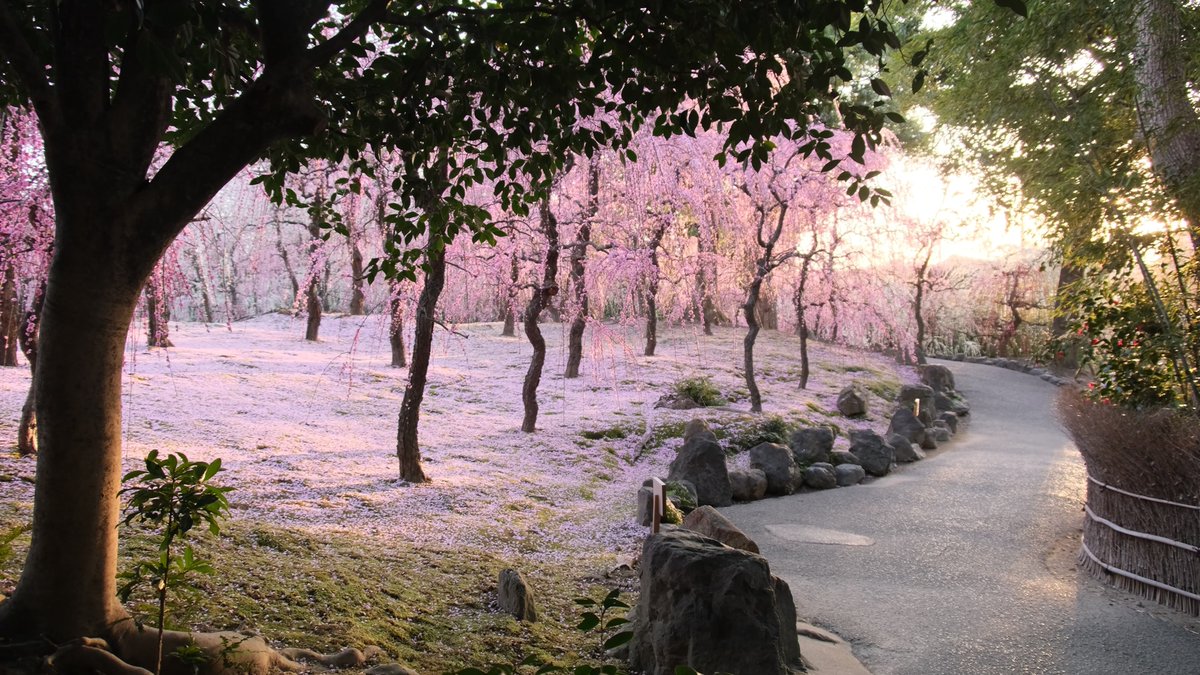 夕陽に照らされた桃源郷
城南宮が美しかった
＃京都よきかな　＃しだれ梅　＃落ち椿