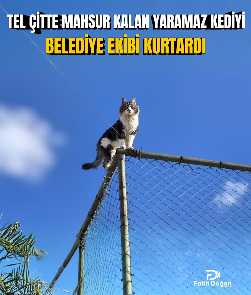 Alanya’da tenis kortunu çevreleyen tel çitte mahsur kalan kedi, belediye ekiplerinin sepetli aracıyla kurtarıldı. Kedinin sağlık durumu iyi — kurtarma anı çevredekiler tarafından alkışlandı

fatihdoganmedya.com.tr/tel-citte-mahs…