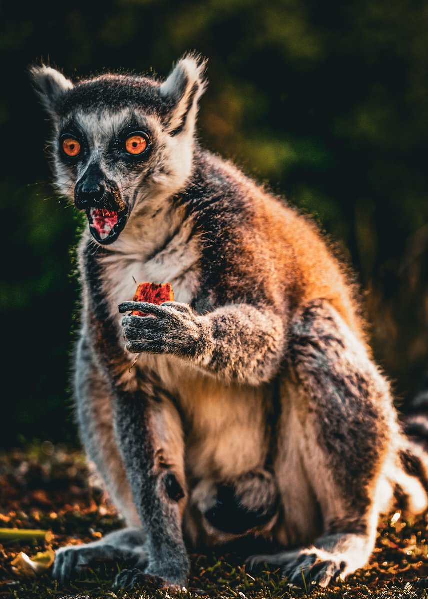 jshawlax's tweet photo. This image has been choosen like part of a wildlife series. Title: Scream #wildlifephotography #travelphotography #photography #fineartphotography https://t.co/D9U45pIzvj