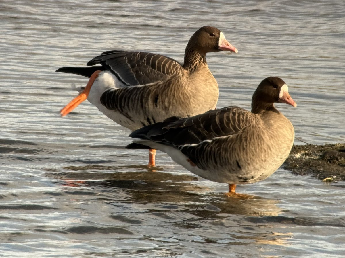 The Birds of Wintersett tweet media