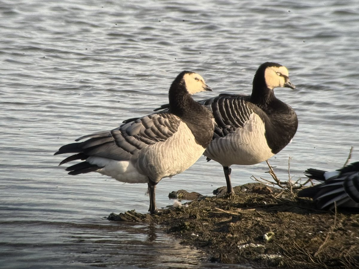 The Birds of Wintersett tweet media