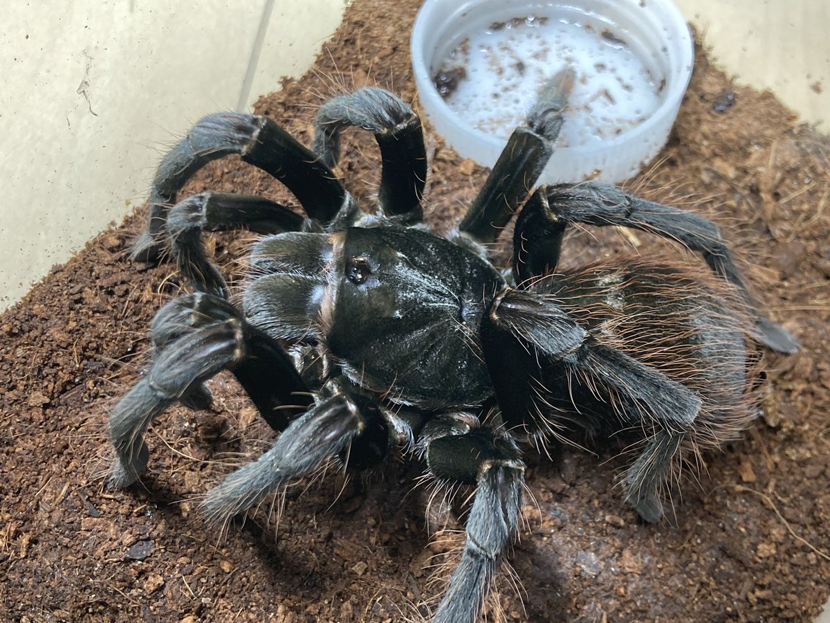 さっちゃん🐛🦂🕷 (@BugsLife3939) / Posts / X