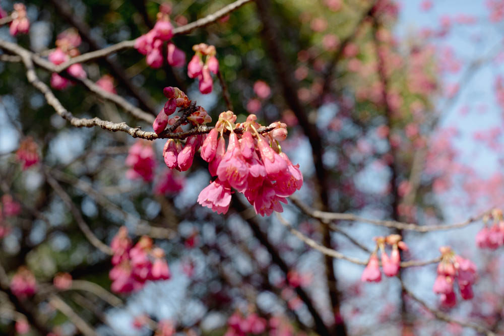 kotora2009's tweet photo. 寒緋桜
Auto-Chinon 50mm f1.9 #A7II https://t.co/NXwJxSLP6X