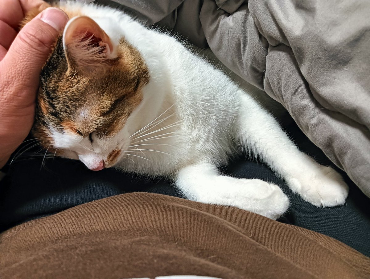 セルゥゥゥゥァァァァァ (@cellbururu) / Posts / X