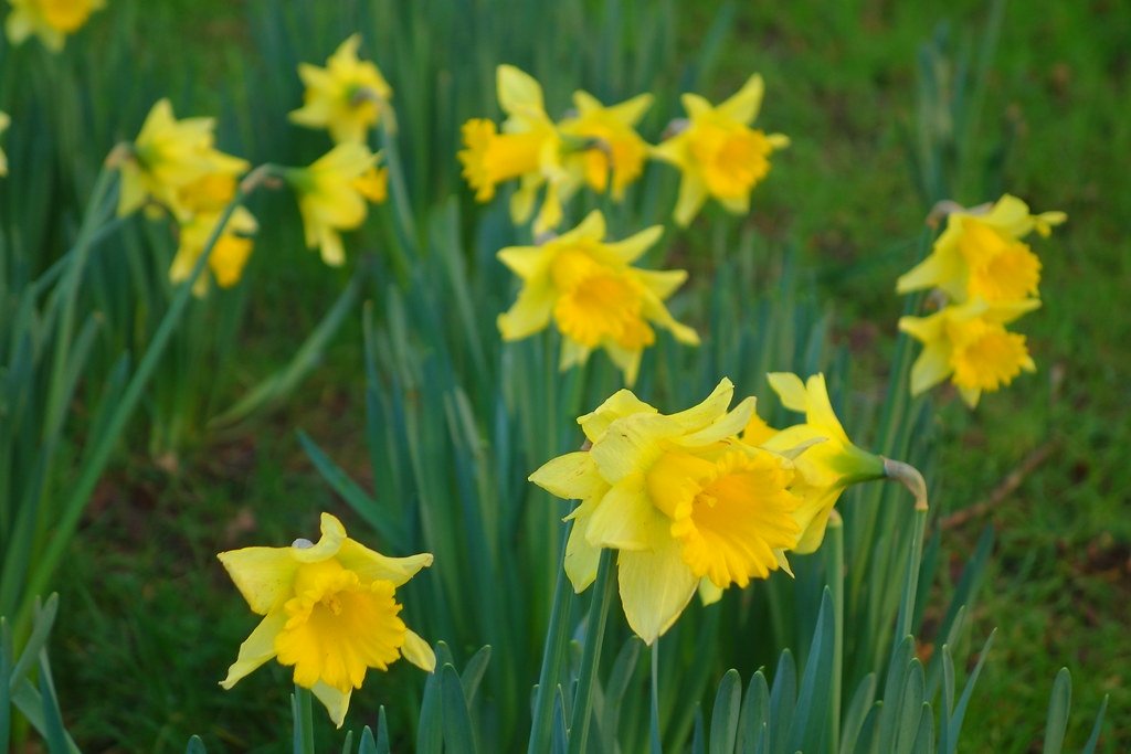 Dave_Roberts3's tweet photo. Happy St David's Day everyone -
Dydd Gŵyl Dewi Hapus 🏴🌼
#Cymru #Wales #DyddGŵylDewiHapus #HappyStDavidsDay #dyddgwyldewi #StDavidsDay https://t.co/AgmDSOZKig