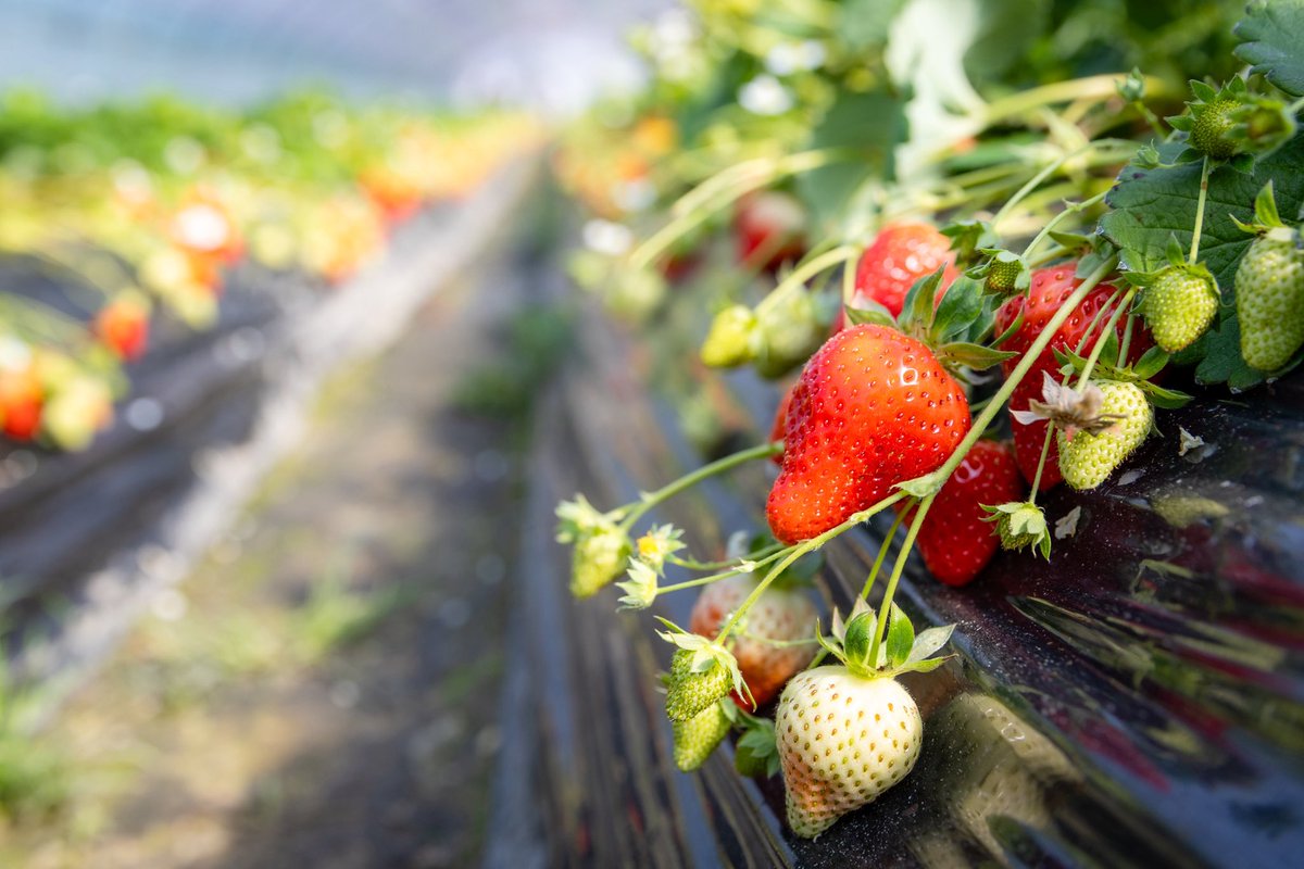 cameriderokn's tweet photo. いちご狩りにいってきた🍓🍓🍓
食べ放題やばい。食べすぎた。幸せすぎる😍 https://t.co/bDUudRCV39