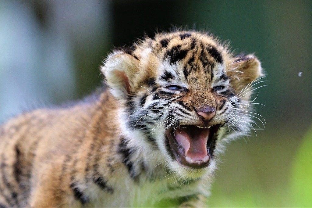 Sugar down bad for Jeonghan tweet media