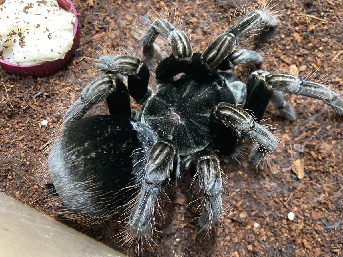 さっちゃん🐛🦂🕷 (@BugsLife3939) / Posts / X