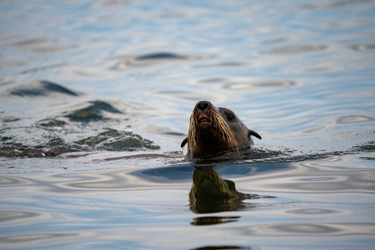 Sea lion with a reflection. Namibia 
#wildlifephotography