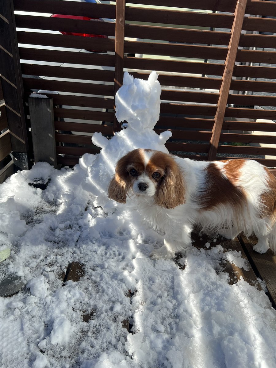 cavalierchiroru's tweet photo. 主が作った雪だるまに困惑 https://t.co/jIcBtjowTE