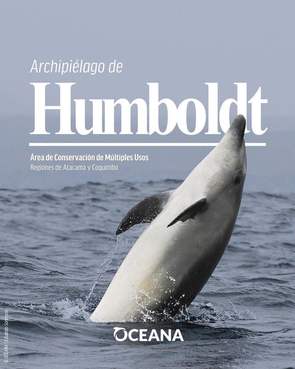 Oceana en Chile tweet media