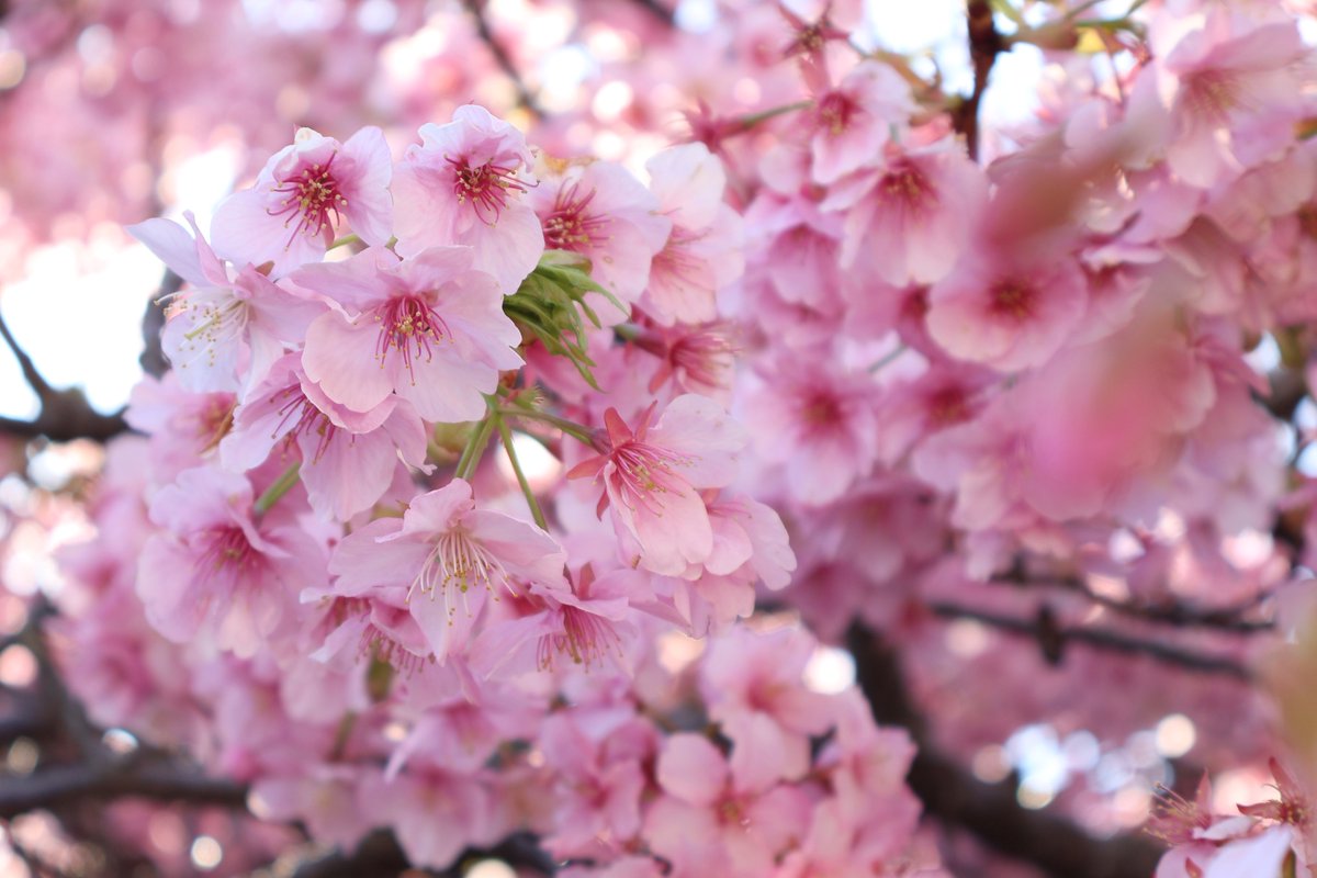 おじょう tweet media