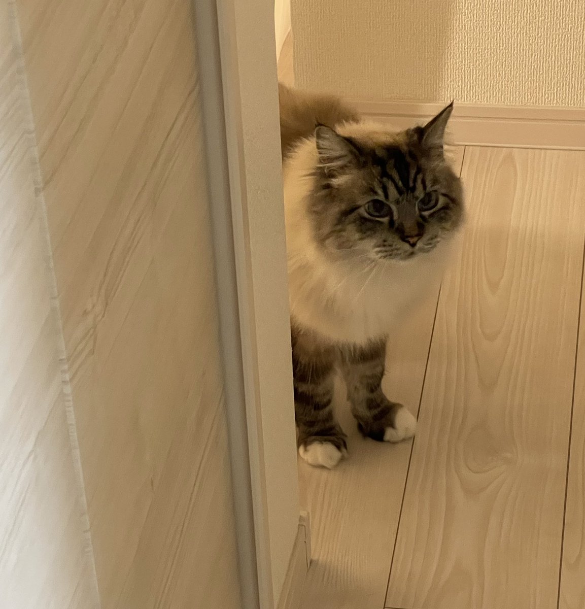 pito0925's tweet photo. ストーカー猫🐱

＃猫 https://t.co/jSmxMmmX3v