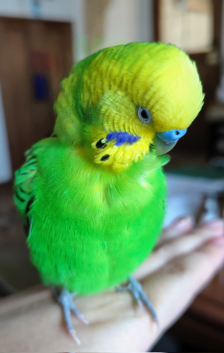 かいぬしはまたボクの許可なく写真を撮って喜んでる…撮影料にえん麦を要求せねば🐥
#セキセイインコ