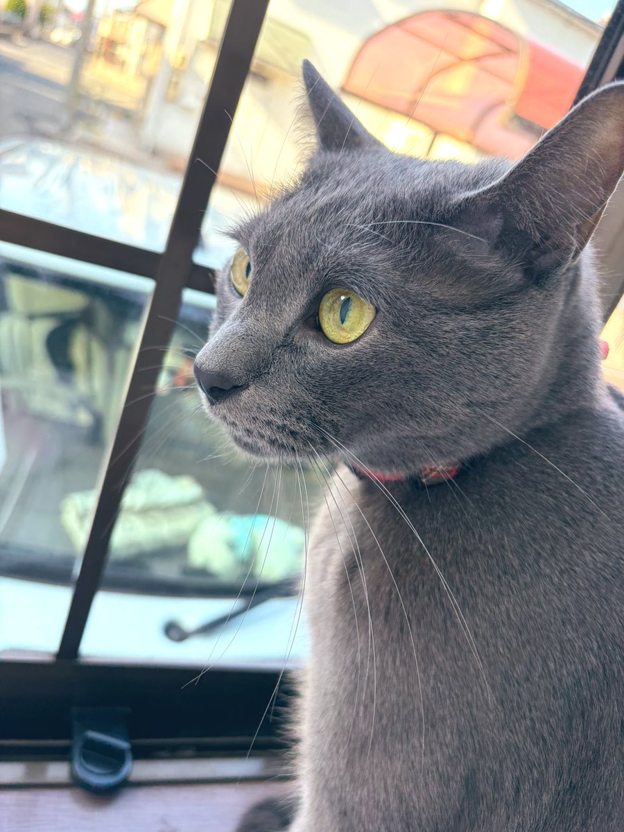 らむ🐱 tweet media