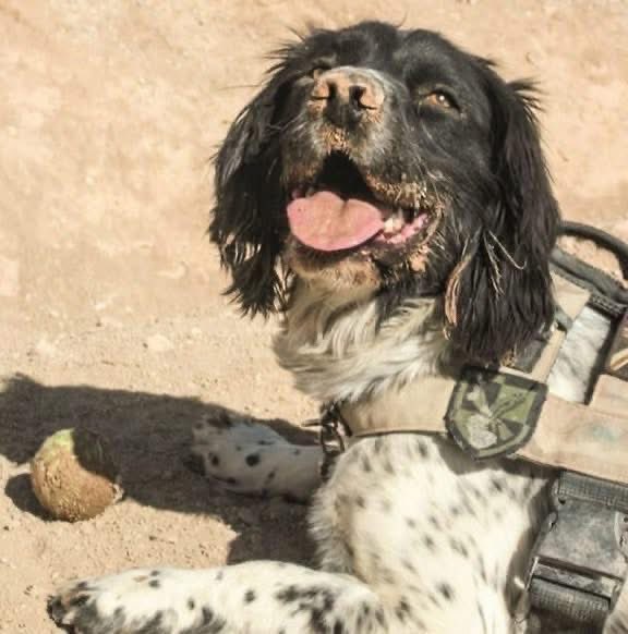 Defence Animal Training Regiment tweet media