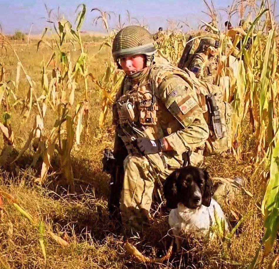 Defence Animal Training Regiment tweet media