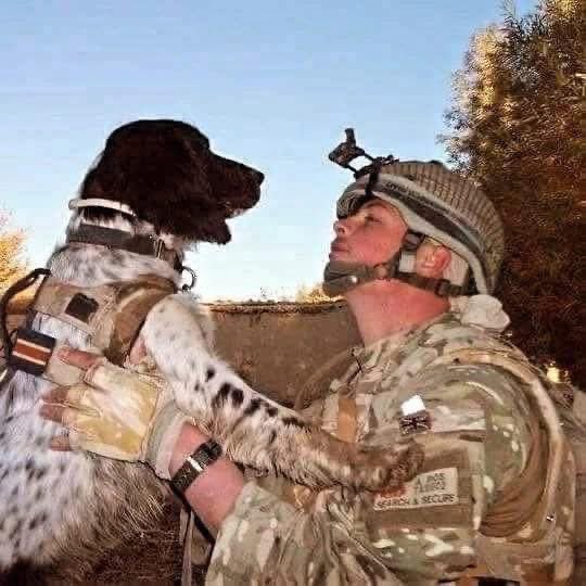 Defence Animal Training Regiment tweet media
