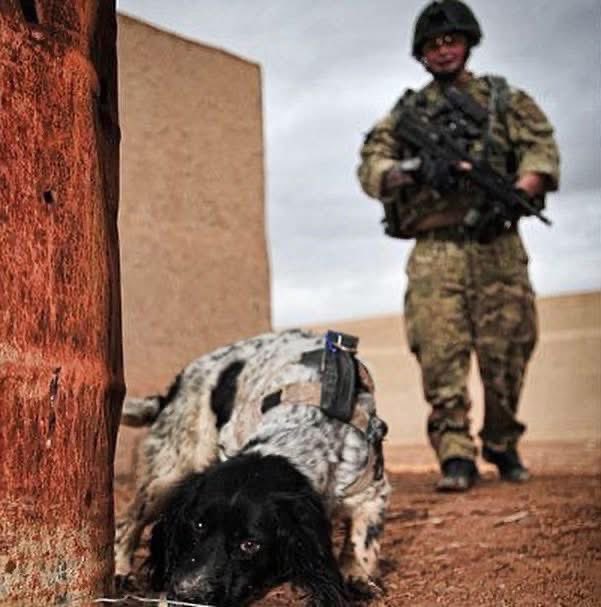 Defence Animal Training Regiment tweet media
